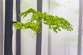 Growth and scalability